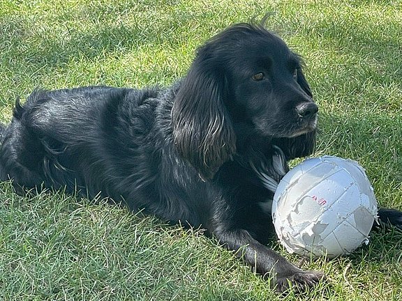 Hundi__Mittel_.jpg  